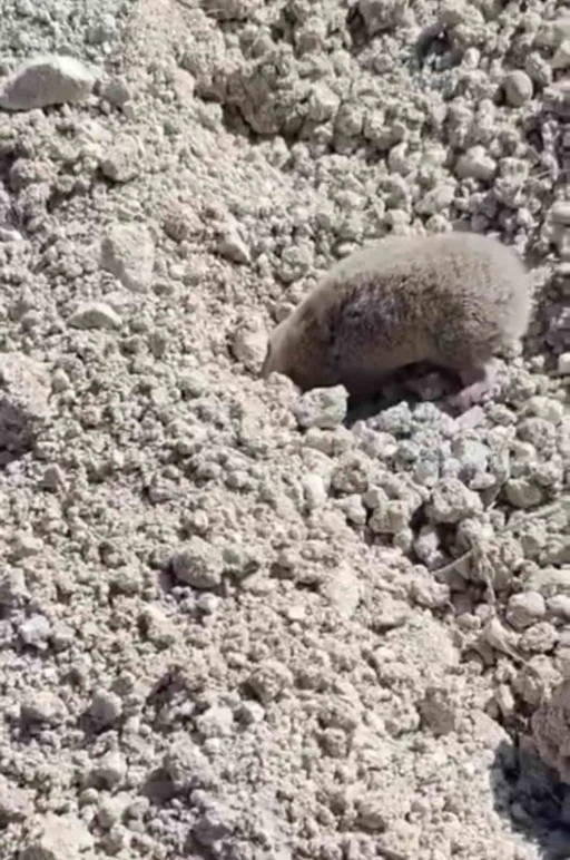 Toprağı eşeleyip ortadan kayboldu
