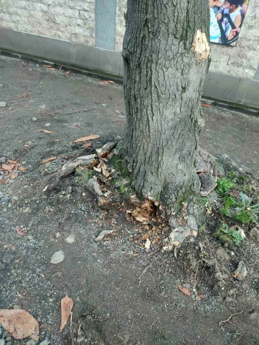 Trabzon B&uuml;y&uuml;kşehir Belediyesi&rsquo;nden "yeşil dokuya zarar" iddialarına yanıt
