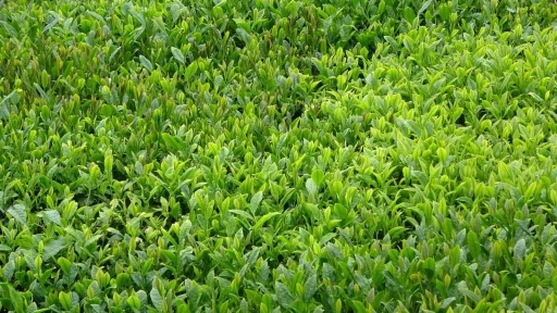 Trabzon&rsquo;da yaş &ccedil;ay sezonu dualarla a&ccedil;ıldı
