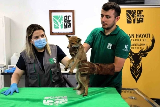 Trafik kazasında yaralanan yavru tilki Ormanya&rsquo;da şifa buluyor
