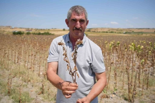 Trakya Birlik’in ayçiçeği avans fiyatına tepki: &quot;Çiftçi şokta&quot;
