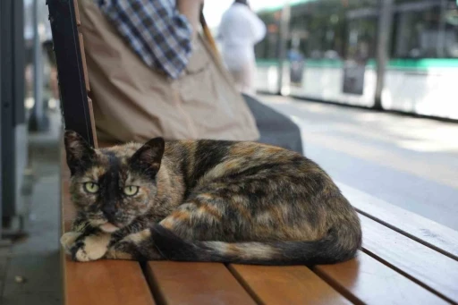 Tramvay durağını mesken tutan kedi, herkesin neşe kaynağı oldu
