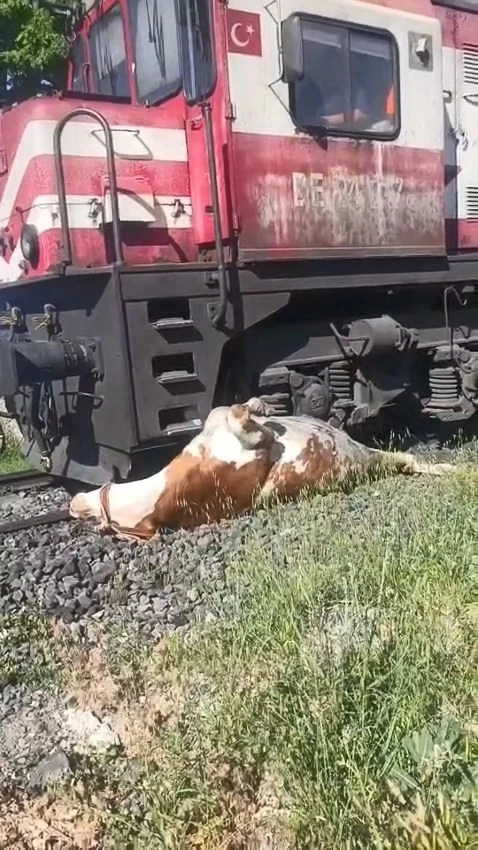 Tren &ccedil;arpması sonucu raylara sıkışan ineğin telef olmaması i&ccedil;in saniyelerle yarıştılar
