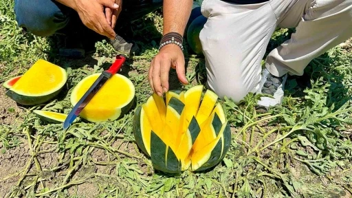 &rsquo;Tropical Sunshine&rsquo; &uuml;reticinin y&uuml;z&uuml;n&uuml; g&uuml;ld&uuml;r&uuml;yor
