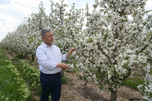 T&uuml;ccarların depo oyunu: Elmalar depolandı, ucuza satılmak istenmiyor
