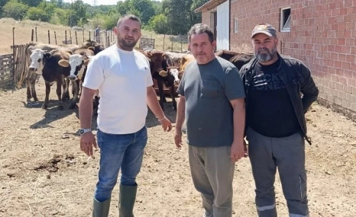 Tun&ccedil;bilek&rsquo;te daha sağlıklı hayvancılık i&ccedil;in ila&ccedil;lama yapıldı
