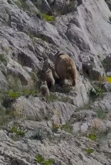Tunceli&rsquo;de anne ayı ve yavruları g&ouml;r&uuml;nt&uuml;lendi
