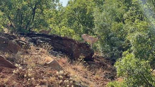 Tunceli’de dağ keçileri görüntülendi
