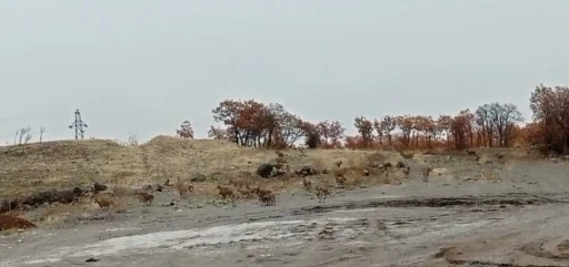 Tunceli’de dağ keçisi sürüsü görüntülendi
