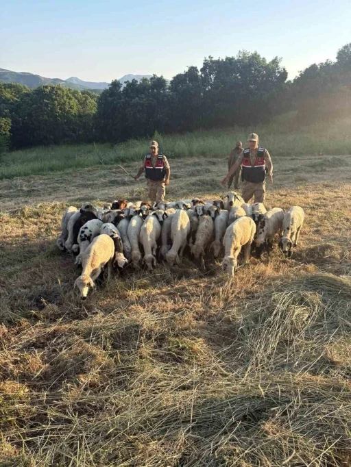 Tunceli&rsquo;de kayıp k&uuml;&ccedil;&uuml;kbaş hayvanlar dron desteğiyle bulundu
