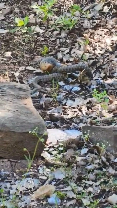 Tunceli&rsquo;de kocabaş yılan, sincabı avladı
