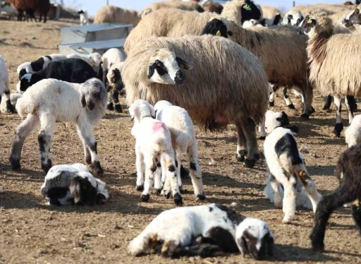Tunceli’de köyde şap karantinası
