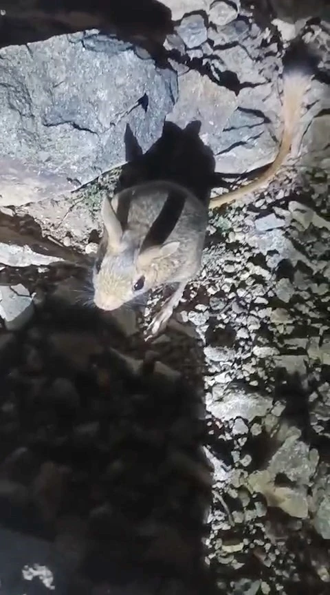 Tunceli’de nesli tükenme tehlikesi altında bulunan Arap tavşanı görüldü
