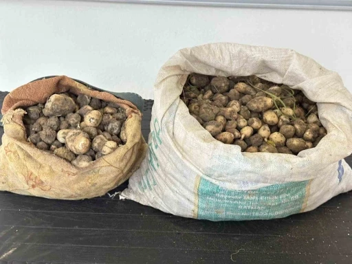 Tunceli&rsquo;de salep soğanı toplayan 3 kişiye 2 milyon ceza kesildi

