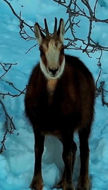 Tunceli&rsquo;de şamua s&uuml;r&uuml;s&uuml; g&ouml;r&uuml;nt&uuml;lendi
