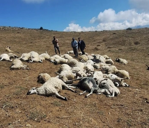 Tunceli’de sürüye yıldırım düştü: 58 koyun telef oldu
