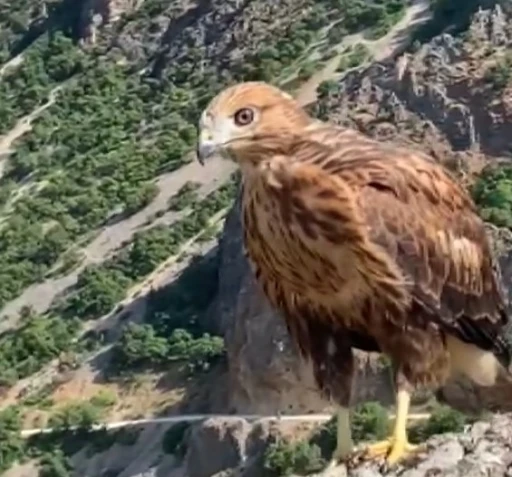 Tunceli’de tedavi edilen 2 kızıl şahin ve bir kaya kartalı doğaya salındı
