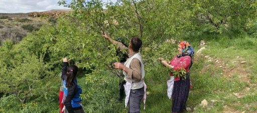 Turfanda &ccedil;ağla hasadı erken başladı
