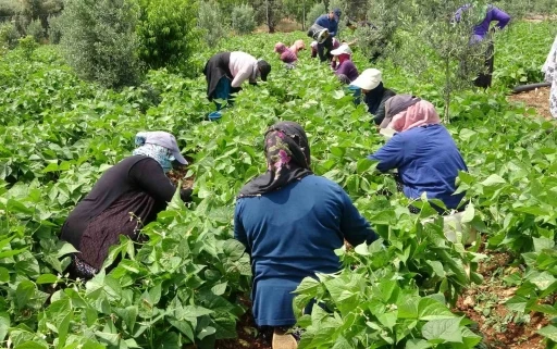 Turfanda &rsquo;sarıkız&rsquo; hasadı başladı: Kilosu 100 TL&rsquo;den alıcı buldu
