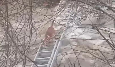 Turgutlu&rsquo;da derede mahsur kalan k&ouml;pek kurtarıldı
