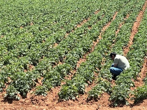Türk girişimcilerden Sahra Çölü’nde tarım projesi

