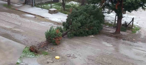 T&uuml;rkeli&rsquo;de fırtına ağa&ccedil; devirdi, yol trafiğe kapandı
