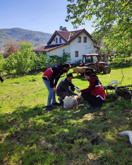 Türkeli’de sahipli köpeklere mikroçip uygulaması
