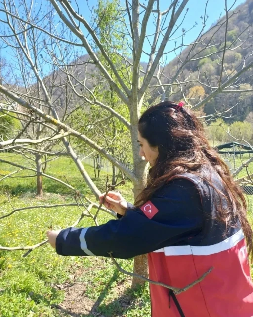 Türkeli’deki tarım arazilerinde hasar tespit çalışmaları başladı
