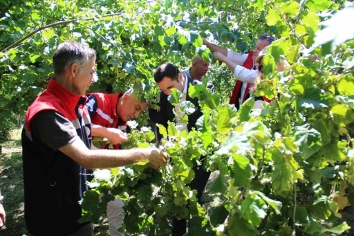 Türkiye’de en çok fındık üretilen ikinci il olan Samsun’da rekolte tahmini çalışmaları

