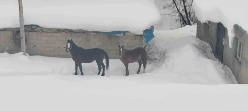 T&uuml;rkiye-İran sınırında terk edilen 2 at kurtarıldı
