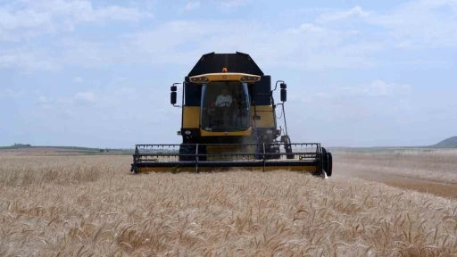 Türkiye’nin buğday merkezlerinden Edirne’de çiftçinin yüzü gülüyor

