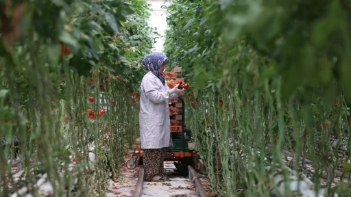 Türkiye’nin jeotermal sera alanı yüzde bin 500 büyüyebilir
