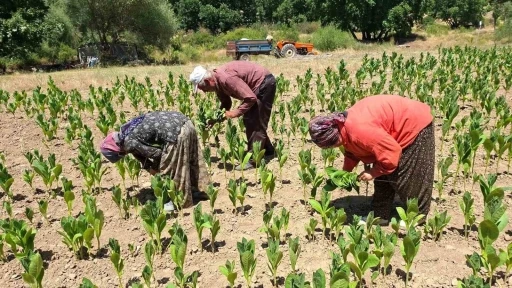T&uuml;rkiye&rsquo;nin kaliteli t&uuml;t&uuml;n&uuml; tarihe karışıyor
