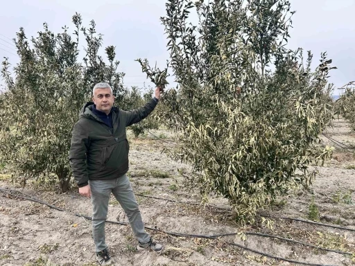 Türkiye’nin narenciye üretim merkezinde ağaçları don vurdu
