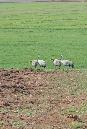 T&uuml;rk&uuml;lere konu olan turnalar Tunceli&rsquo;de g&ouml;r&uuml;nt&uuml;lendi

