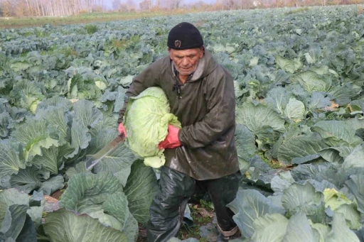 Turşuların başrol oyuncusu lahananın hasadına devam ediliyor

