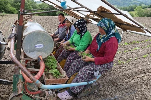 Tütün fideleri toprakla buluşmaya başladı
