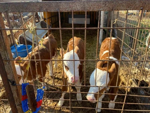 &Uuml;&ccedil;&uuml;z buzağılara altınlı tebrik
