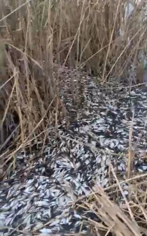 Uluabat Deresi&rsquo;nde binlerce balık &ouml;l&uuml; bulundu

