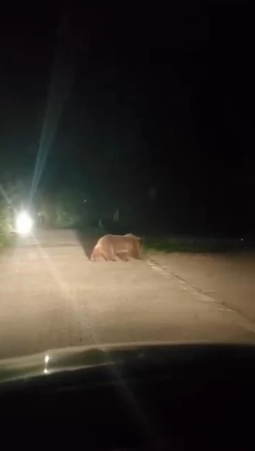 Uludağ’da ayı ailesinin yoldan geçişi görüntülendi
