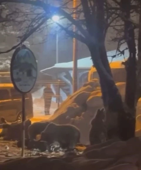 Uludağ&rsquo;da kış uykusundan uyanan ayı ailesi yemek i&ccedil;in Sarıalan&rsquo;a indi
