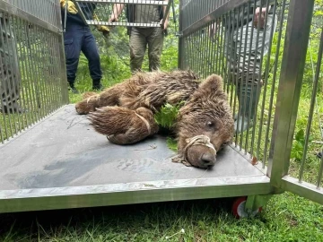 Uludağ’da operasyonla kurtarılan ayı Karacabey ayı barınağına götürüldü
