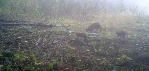 Uludağ&rsquo;da sisler arasında anne yaban kedisi ve yavruları g&ouml;r&uuml;nt&uuml;lendi
