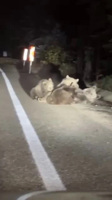 Uludağ’da vahşi doğanın en tatlı anı... Anne ayı yavrularını emzirirken görüntülendi
