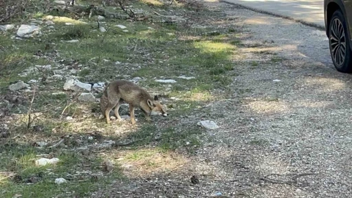 Uludağ d&ouml;n&uuml;ş&uuml; s&uuml;rpriz misafir: A&ccedil; tilkiye peynirli kraker ikramı

