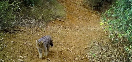 Uludağ’ın zirvesi doğal hayvanat bahçesi
