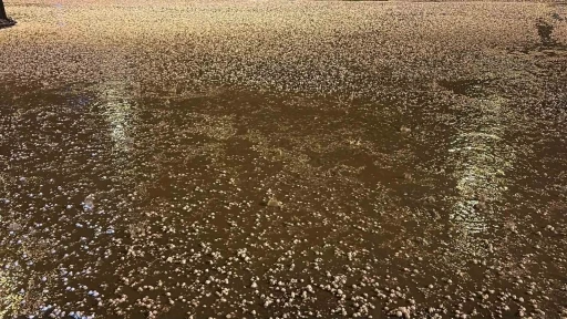 Uşak’ta dolu yağışı etkili oldu
