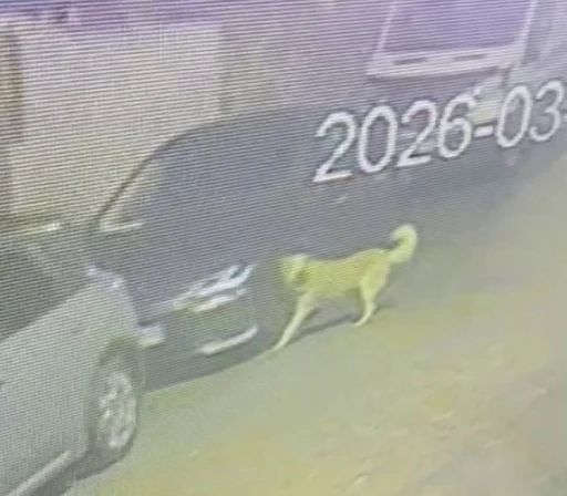 &Uuml;sk&uuml;dar&rsquo;da sokak k&ouml;pekleri paniğe neden oldu: Başıboş s&uuml;r&uuml;n&uuml;n bir araca zarar verdiği anlar kamerada
