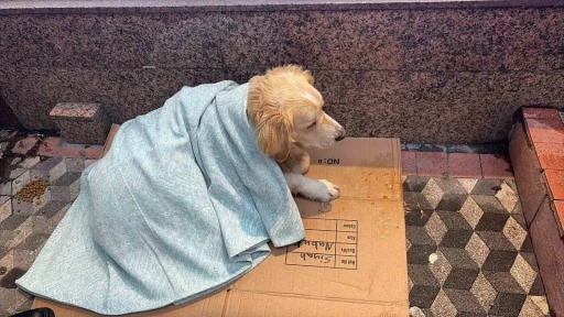 &Uuml;ş&uuml;yen k&ouml;peğe yeni aldığı yorganı &ouml;rten esnaf y&uuml;rekleri ısıttı
