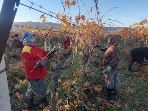 &Uuml;z&uuml;m bağlarında kadın istihdamı artıyor
